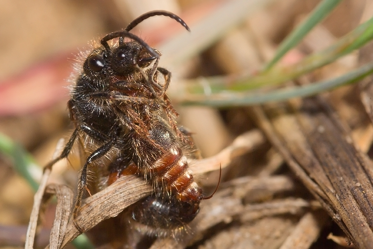 Tropidotilla litoralis (Mutillidae): l''accoppiamento.