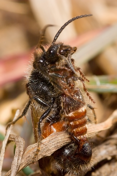 Tropidotilla litoralis (Mutillidae): l''accoppiamento.