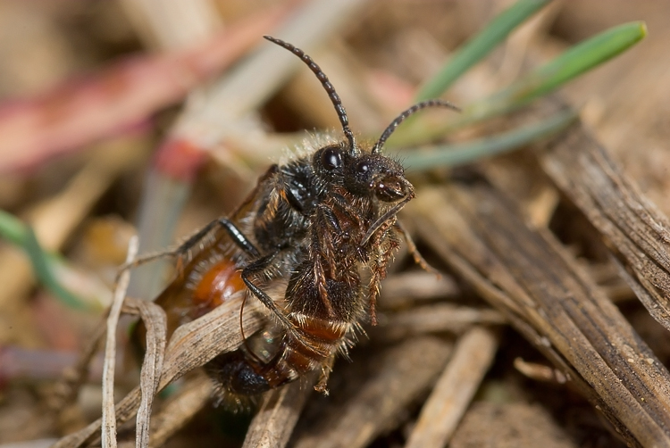 Tropidotilla litoralis (Mutillidae): l''accoppiamento.