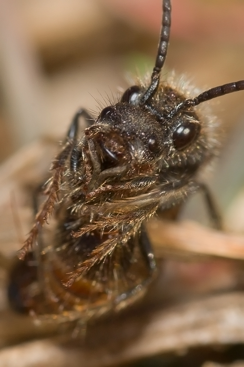 Tropidotilla litoralis (Mutillidae): l''accoppiamento.