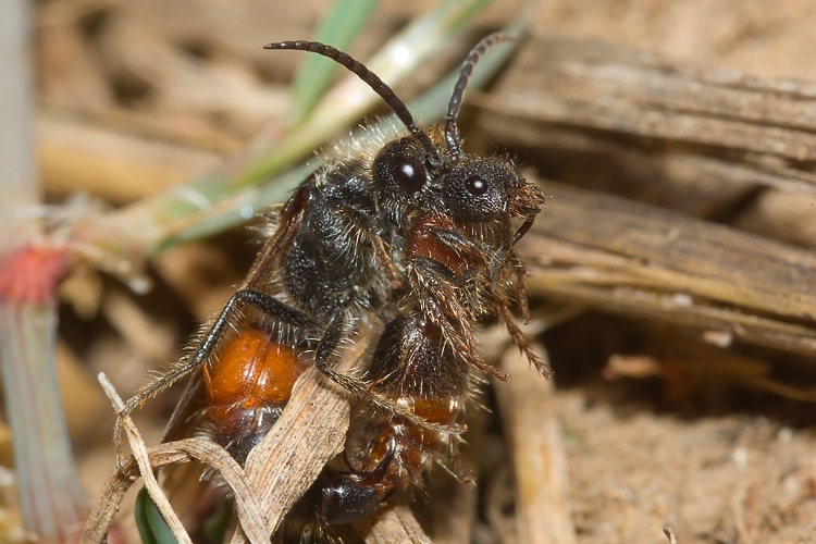 Tropidotilla litoralis (Mutillidae): l''accoppiamento.