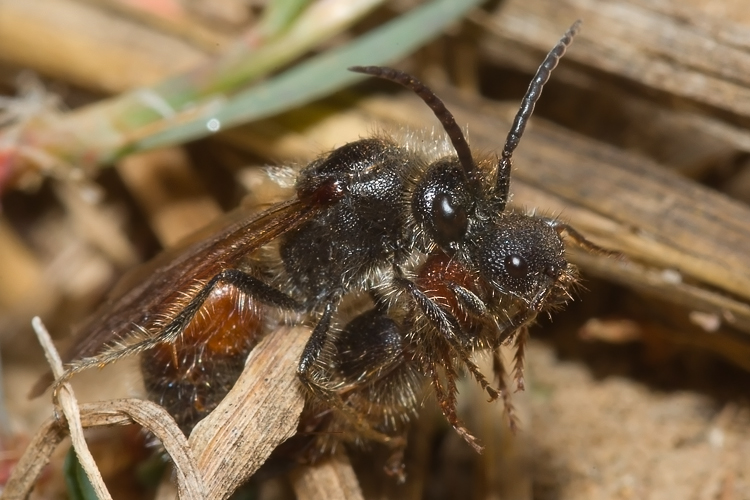 Tropidotilla litoralis (Mutillidae): l''accoppiamento.