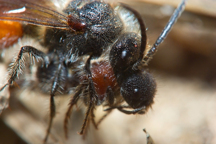 Tropidotilla litoralis (Mutillidae): l''accoppiamento.