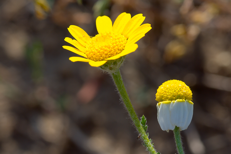 Tropidotilla litoralis (Mutillidae): l''accoppiamento.