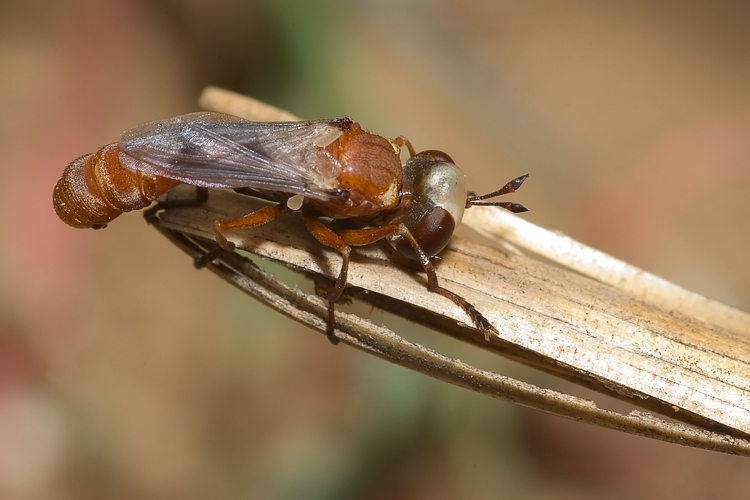 Giovane Physocephala sp. (Conopidae)