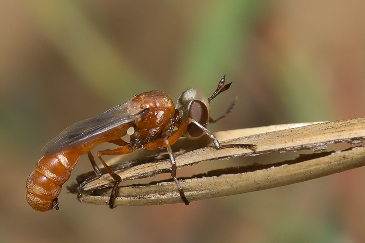 Giovane Physocephala sp. (Conopidae)