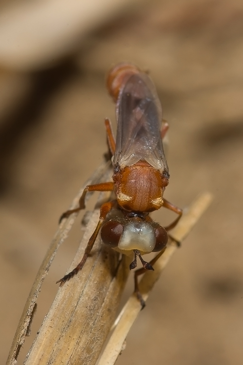 Giovane Physocephala sp. (Conopidae)