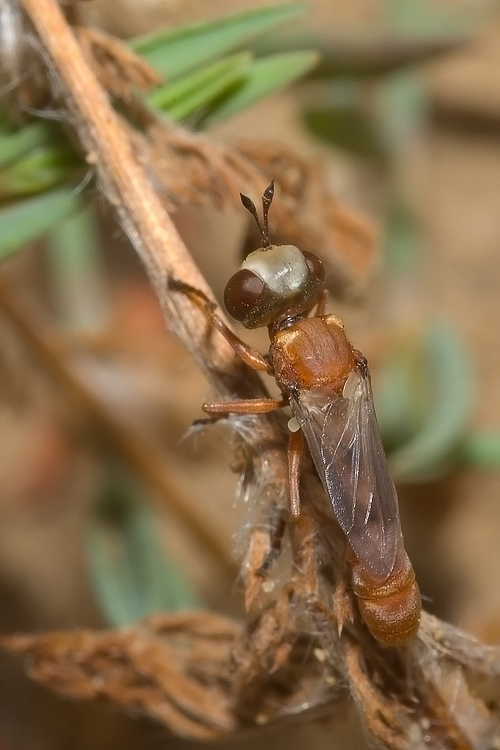Giovane Physocephala sp. (Conopidae)