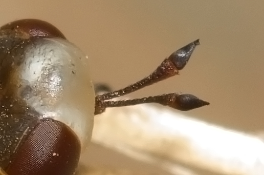 Giovane Physocephala sp. (Conopidae)