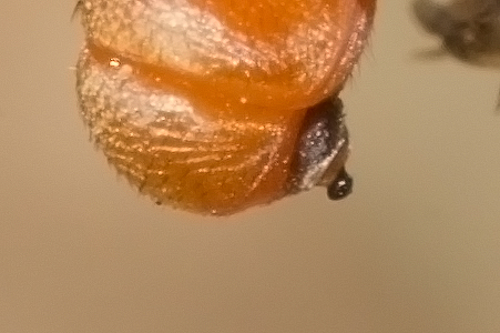 Giovane Physocephala sp. (Conopidae)