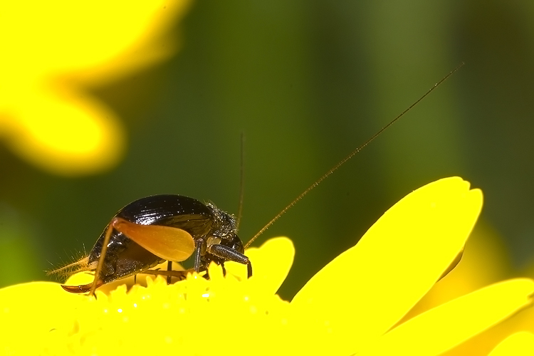 Trigonidium cicindeloides