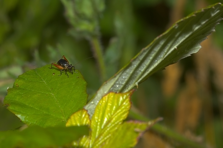 Trigonidium cicindeloides