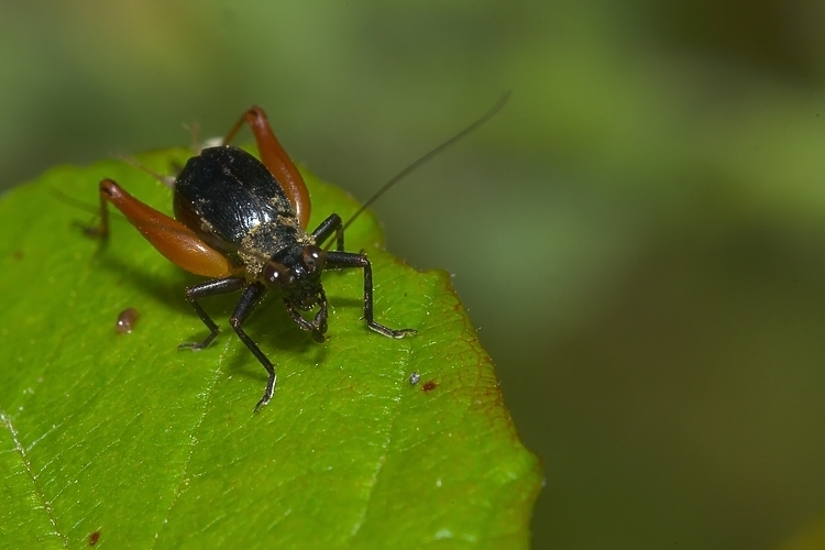 Trigonidium cicindeloides