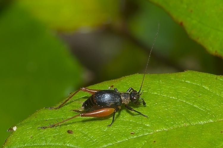 Trigonidium cicindeloides