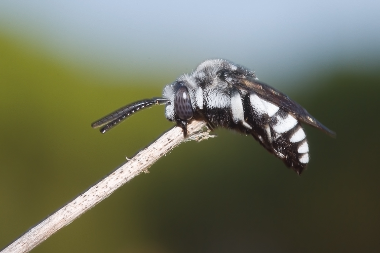Thyreus cf. histrionicus (Apidae Anthophorinae)