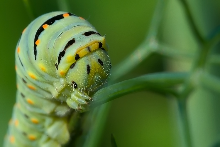 Un bruco di Papilio machaon