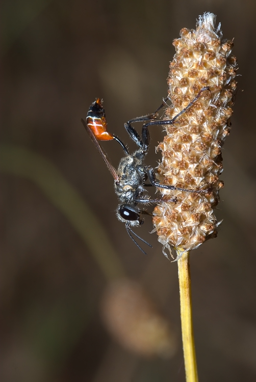 Prionyx kirbii (Sphecidae)