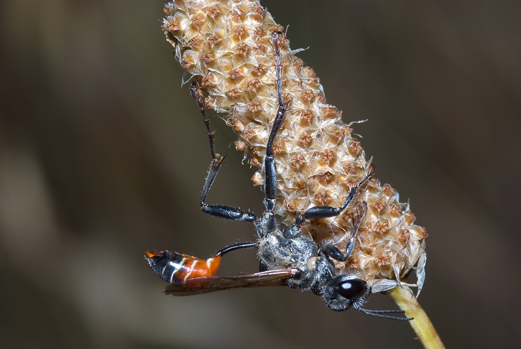 Prionyx kirbii (Sphecidae)