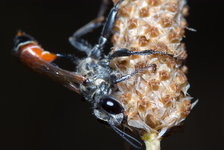 Prionyx kirbii (Sphecidae)