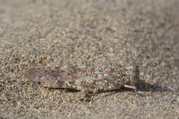 mimetismo: Oedipoda sp. (Orthoptera, Acrididae)