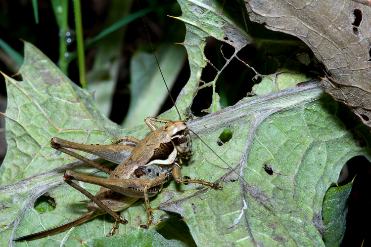 Tettigoniidae: Pholidoptera femorata