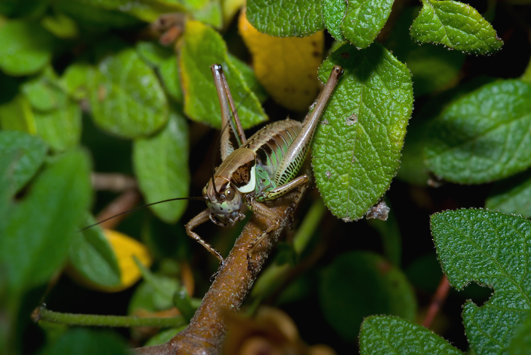 Tettigoniidae: Pholidoptera femorata