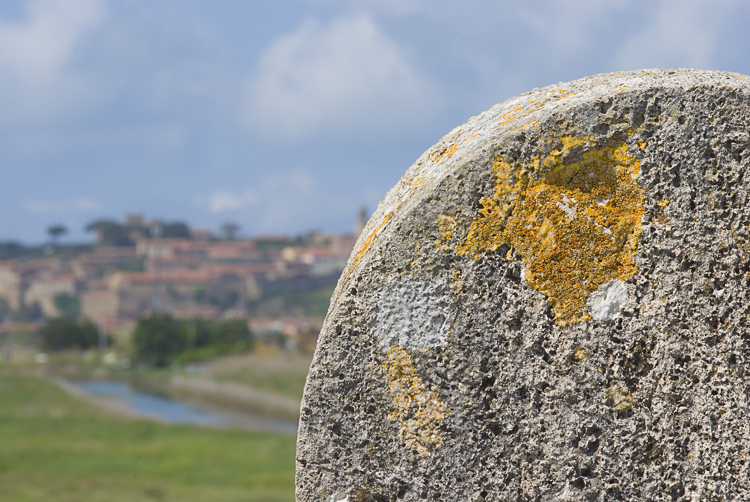 Diaccia Botrona - Caloplaca aurantia
