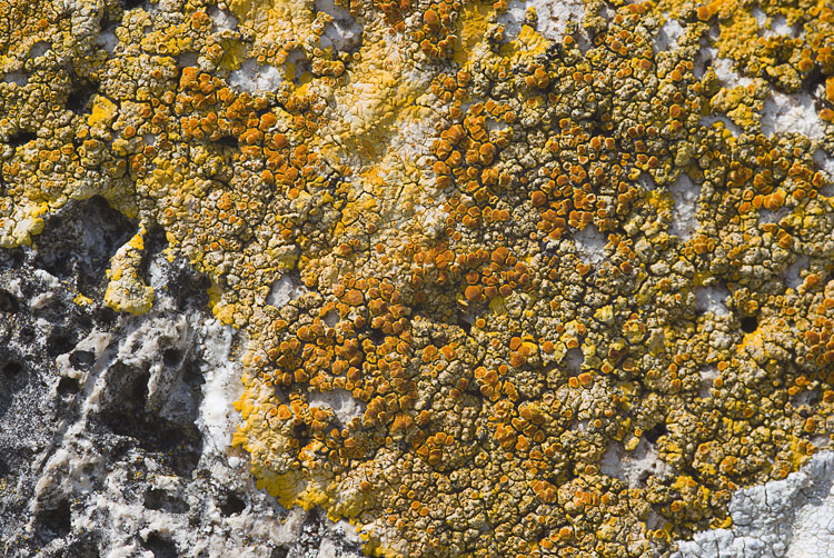 Diaccia Botrona - Caloplaca aurantia