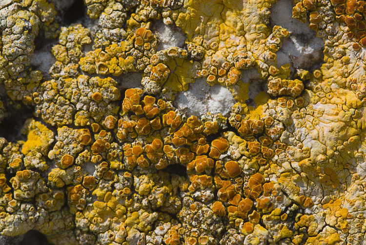 Diaccia Botrona - Caloplaca aurantia