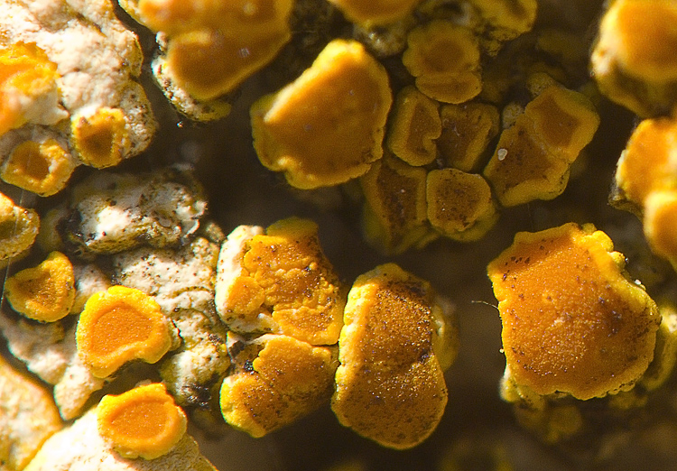 Diaccia Botrona - Caloplaca aurantia