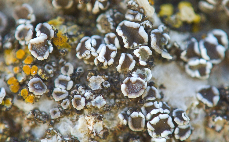 Diaccia Botrona - Lecanora crenulata