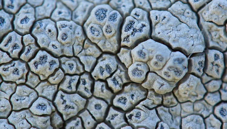 Diaccia Botrona - Aspicilia calcarea