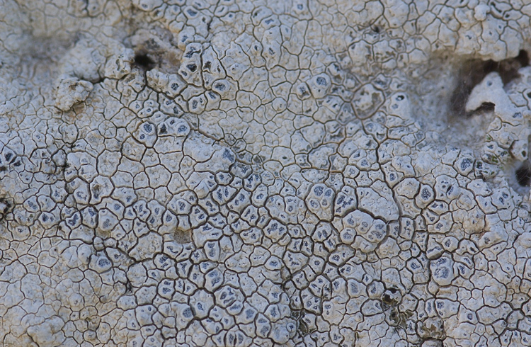 Diaccia Botrona - Aspicilia calcarea