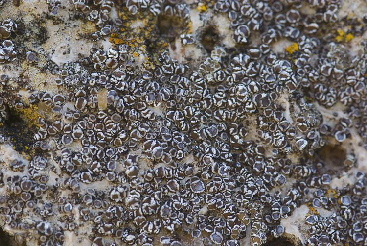 Diaccia Botrona - Lecanora crenulata