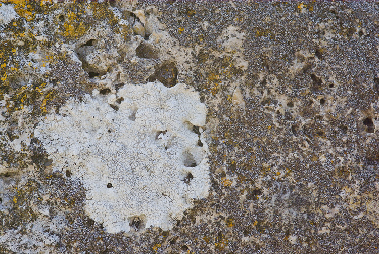 Diaccia Botrona - Lecanora crenulata