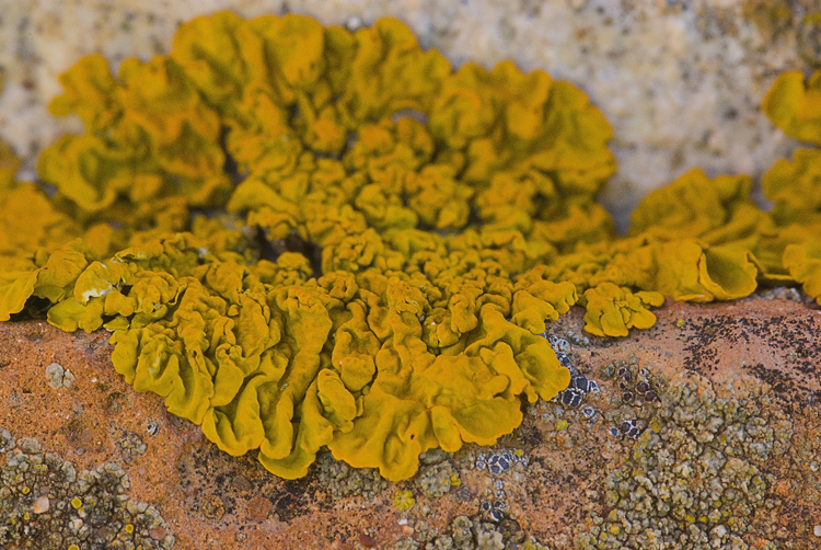 Diaccia Botrona Xanthoria calcicola,Caloplaca cf. flavescens