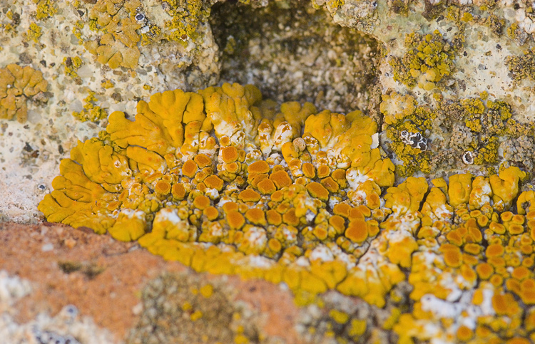 Diaccia Botrona Xanthoria calcicola,Caloplaca cf. flavescens