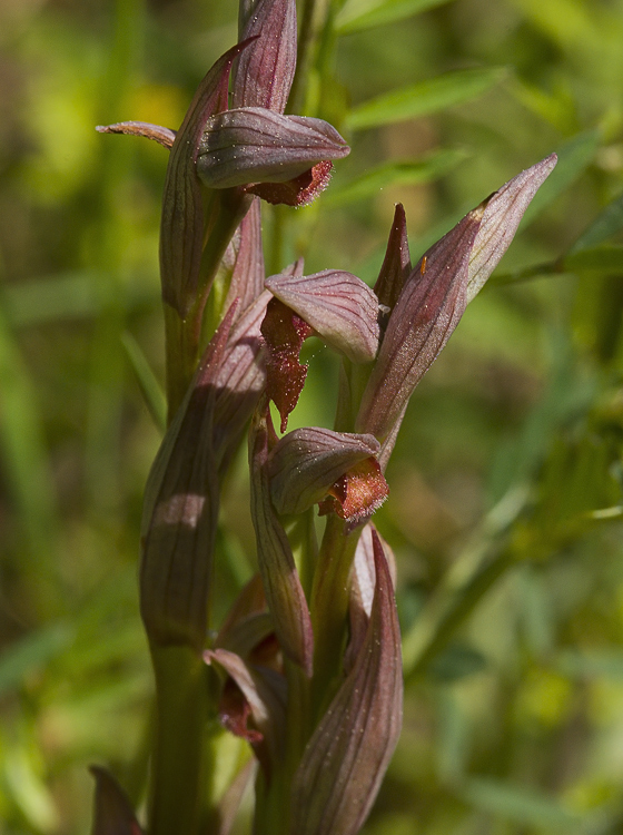 Serapias vomeracea?