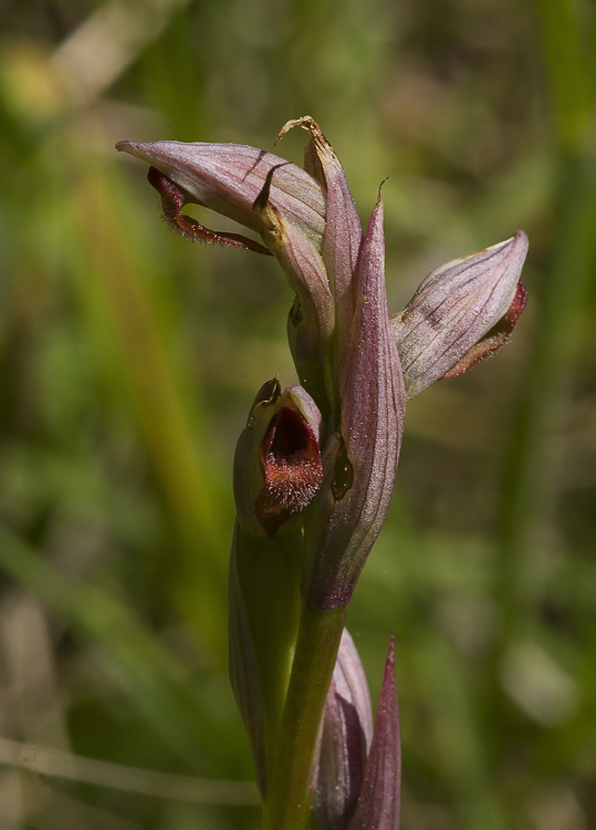 Serapias vomeracea?