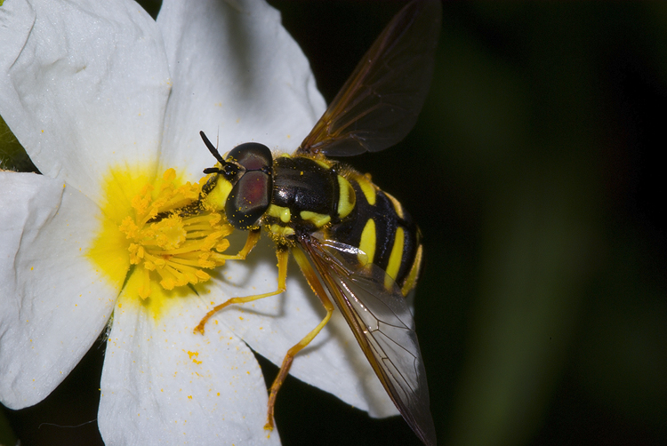 Chrysotoxum intermedium