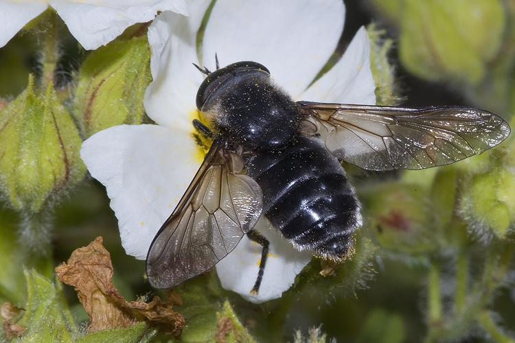 Dasyrhamphis ater