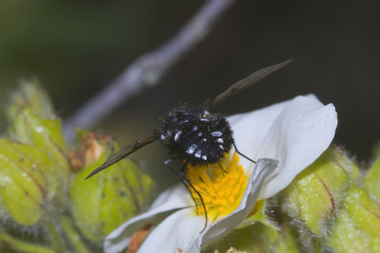 Bombylella atra (Bombyliidae)