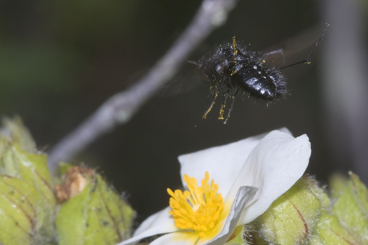 Bombylella atra (Bombyliidae)