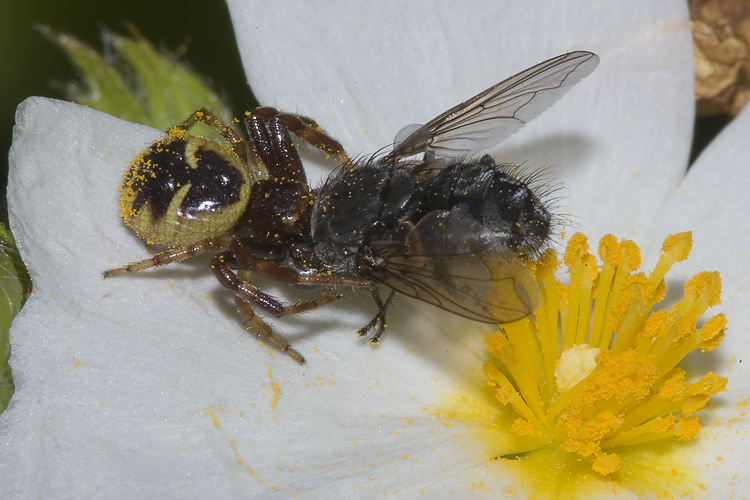 Il mistero della morte (scene di predazione di Thomisidae)