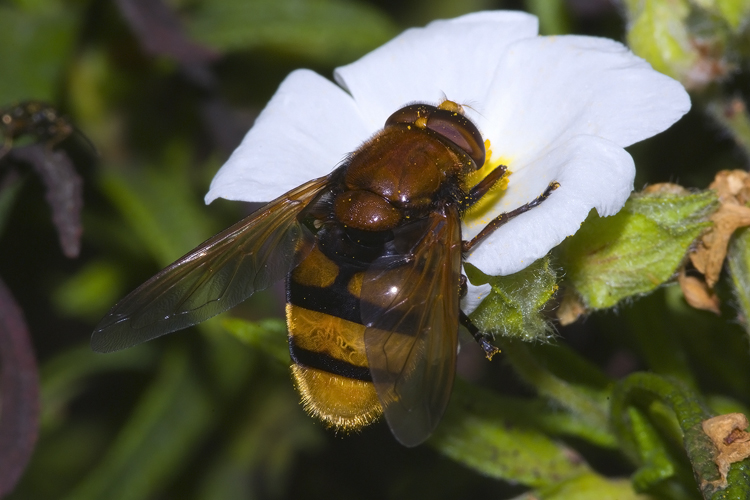 Volucella zonaria