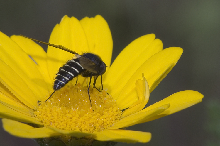 Lomatia sp.