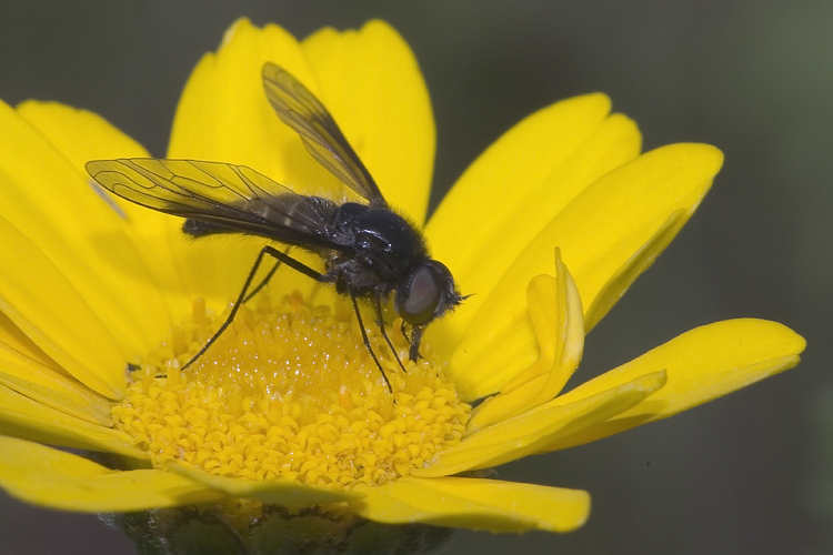 Lomatia sp.