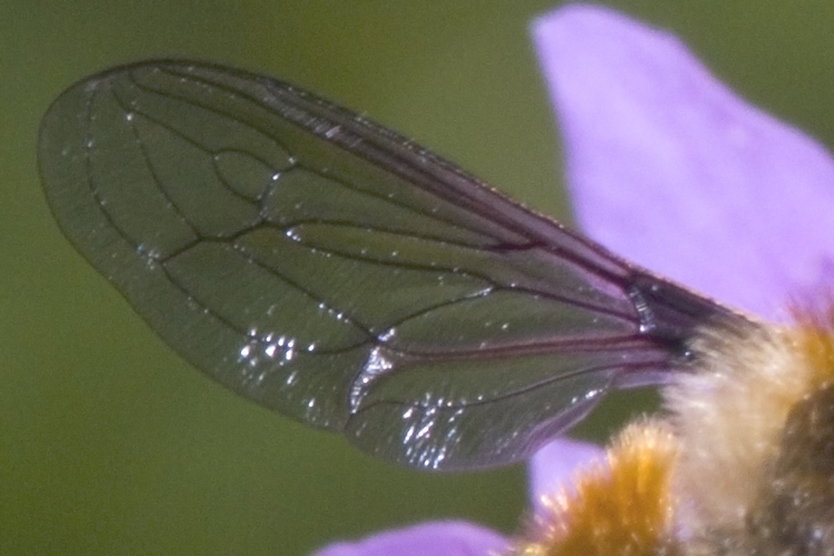 Fallenia cfr. fasciata M e F (Nemestrinidae)