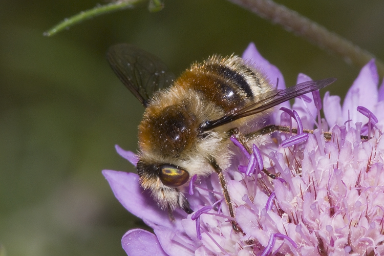 Fallenia cfr. fasciata M e F (Nemestrinidae)