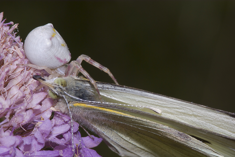 Il mistero della morte (scene di predazione di Thomisidae)